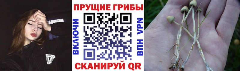 Псилоцибиновые грибы мицелий  Новомосковск 